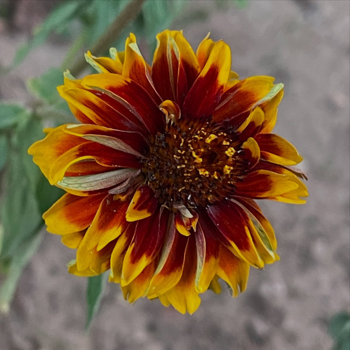 DerekXPMcDonKAa's tweet photo. ubbele. Maar deze vindt ik persoonlijk heel bijzonder 🥰🍃 https://t.co/TdnUSzKqxe