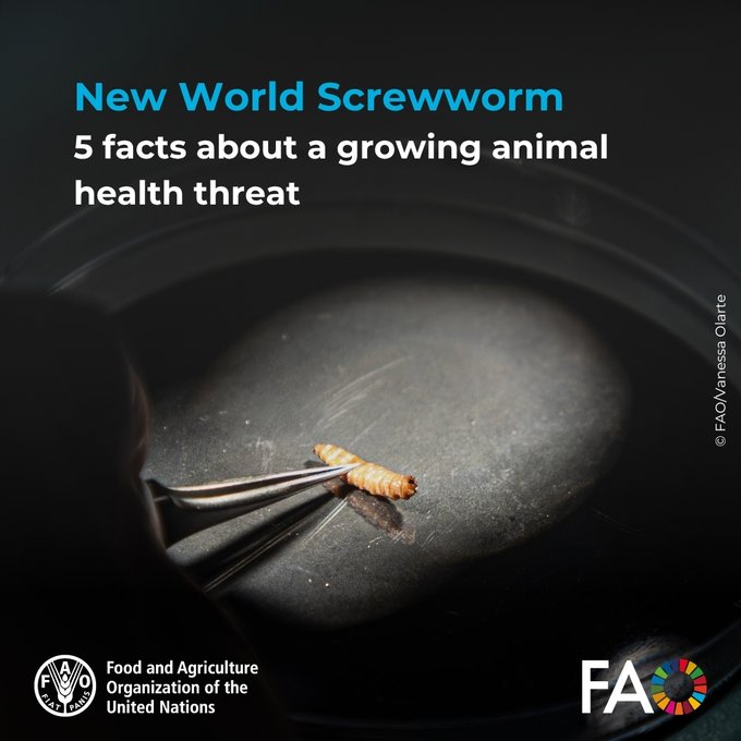FAOLivestock's tweet photo. Despite its name, the New World Screwworm isn’t a worm.

Here are 5 facts you need to know about this growing animal health threat.

🔗 https://t.co/bJO8O6LIJa

#AnimalHealth
#NewWorldScrewworm https://t.co/ch478uS3WL