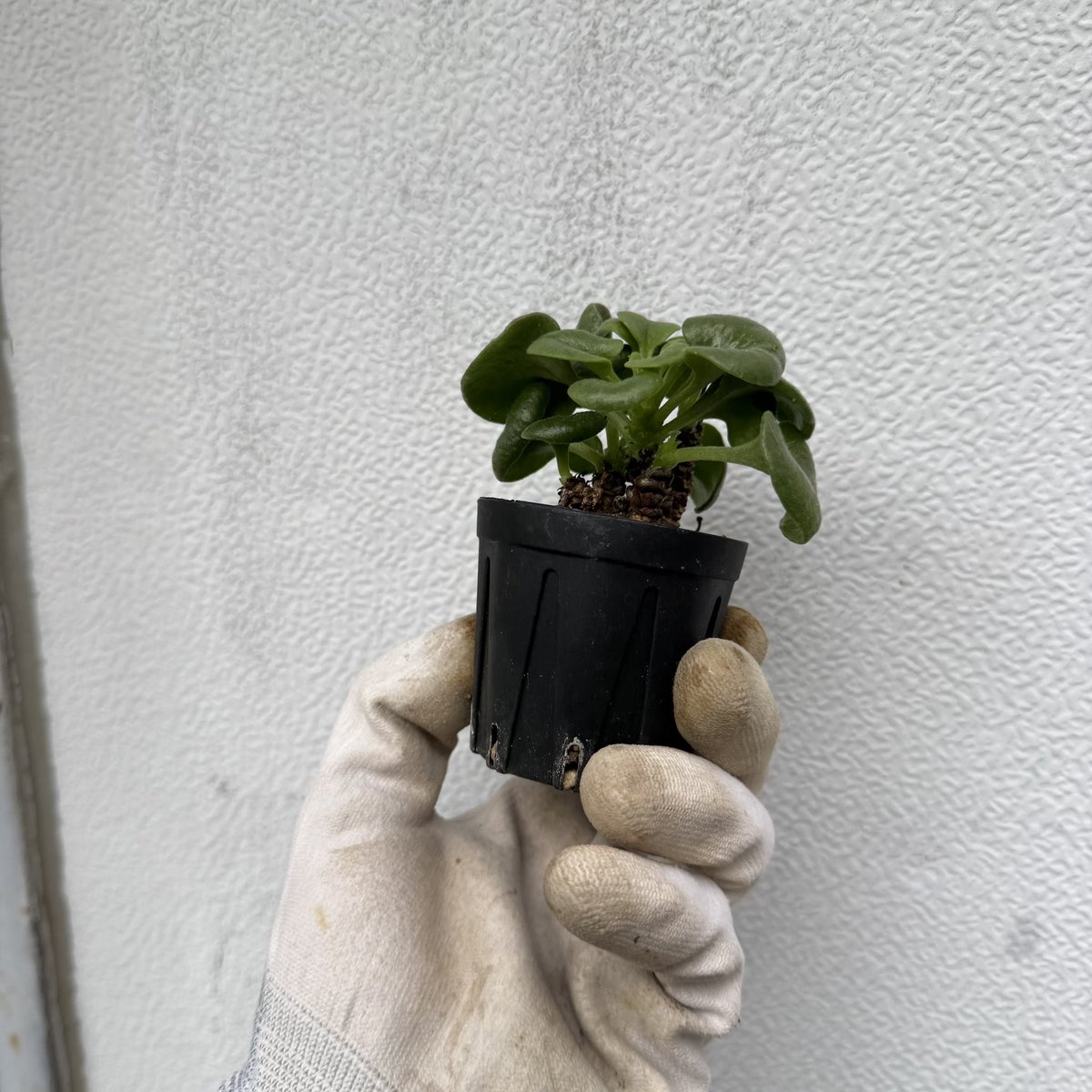 awn_plants's tweet photo. このチレコが1番好きかもしれん。全然咲かなくて増やせてないけどそろそろかな。
#awn_tylecodon_cordiformis 
#awn_tylecodon
#tylecodon #チレコドン
#tylecodoncordiformis 

10/2–3 ON THE PLANTS（福岡）
10/31–11/1 BOTANICBOMB
11/28 京都みどりのマルシェ番外編 in トート広場 https://t.co/Tt0CKTvwYm
