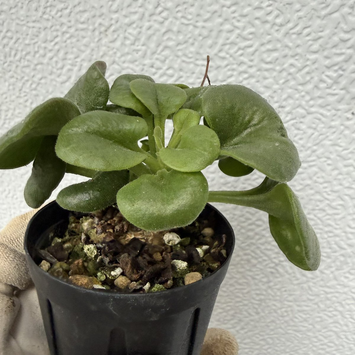 awn_plants's tweet photo. このチレコが1番好きかもしれん。全然咲かなくて増やせてないけどそろそろかな。
#awn_tylecodon_cordiformis 
#awn_tylecodon
#tylecodon #チレコドン
#tylecodoncordiformis 

10/2–3 ON THE PLANTS（福岡）
10/31–11/1 BOTANICBOMB
11/28 京都みどりのマルシェ番外編 in トート広場 https://t.co/Tt0CKTvwYm