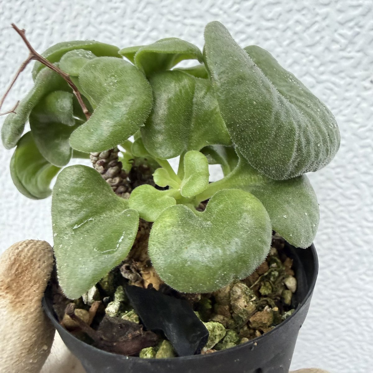 awn_plants's tweet photo. このチレコが1番好きかもしれん。全然咲かなくて増やせてないけどそろそろかな。
#awn_tylecodon_cordiformis 
#awn_tylecodon
#tylecodon #チレコドン
#tylecodoncordiformis 

10/2–3 ON THE PLANTS（福岡）
10/31–11/1 BOTANICBOMB
11/28 京都みどりのマルシェ番外編 in トート広場 https://t.co/Tt0CKTvwYm