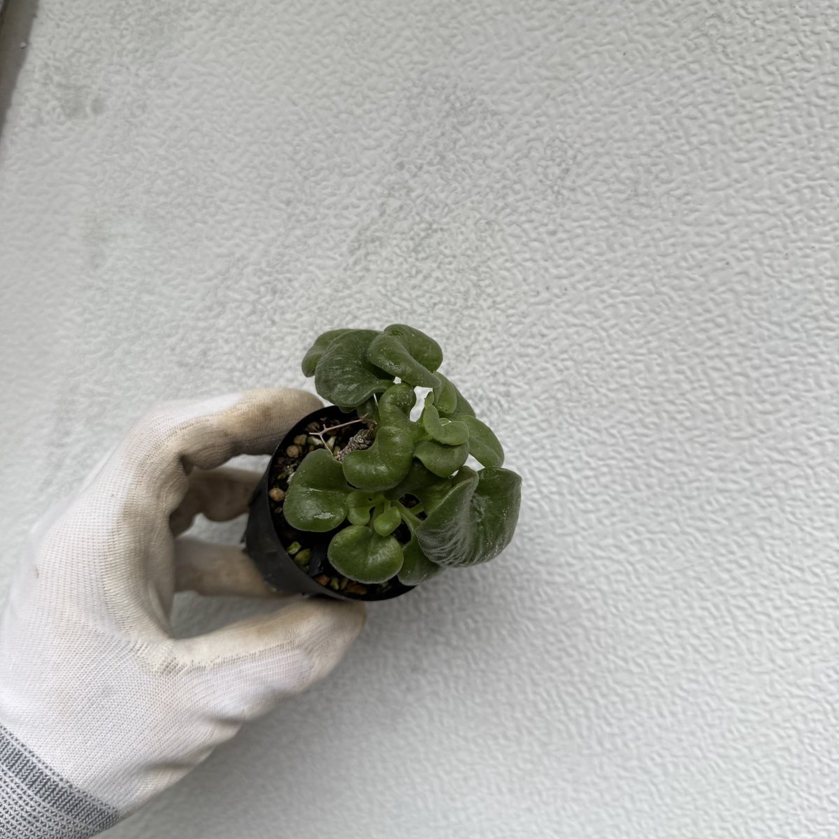 awn_plants's tweet photo. このチレコが1番好きかもしれん。全然咲かなくて増やせてないけどそろそろかな。
#awn_tylecodon_cordiformis 
#awn_tylecodon
#tylecodon #チレコドン
#tylecodoncordiformis 

10/2–3 ON THE PLANTS（福岡）
10/31–11/1 BOTANICBOMB
11/28 京都みどりのマルシェ番外編 in トート広場 https://t.co/Tt0CKTvwYm