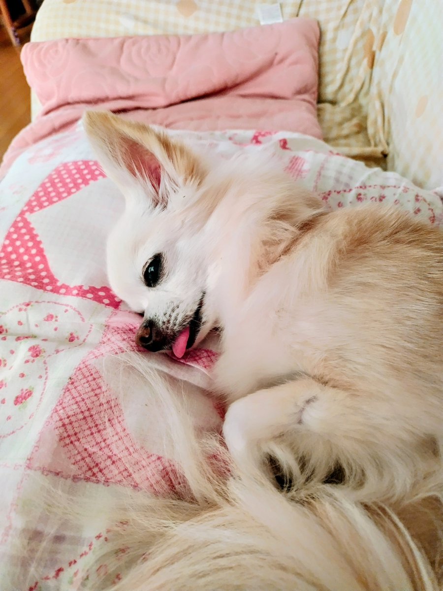 rc42cb750_2's tweet photo. 眠そ〜の覚醒 ฅ^•ﻌ•^ฅ
 #チワワのいる暮らし https://t.co/BZscRMAsKV