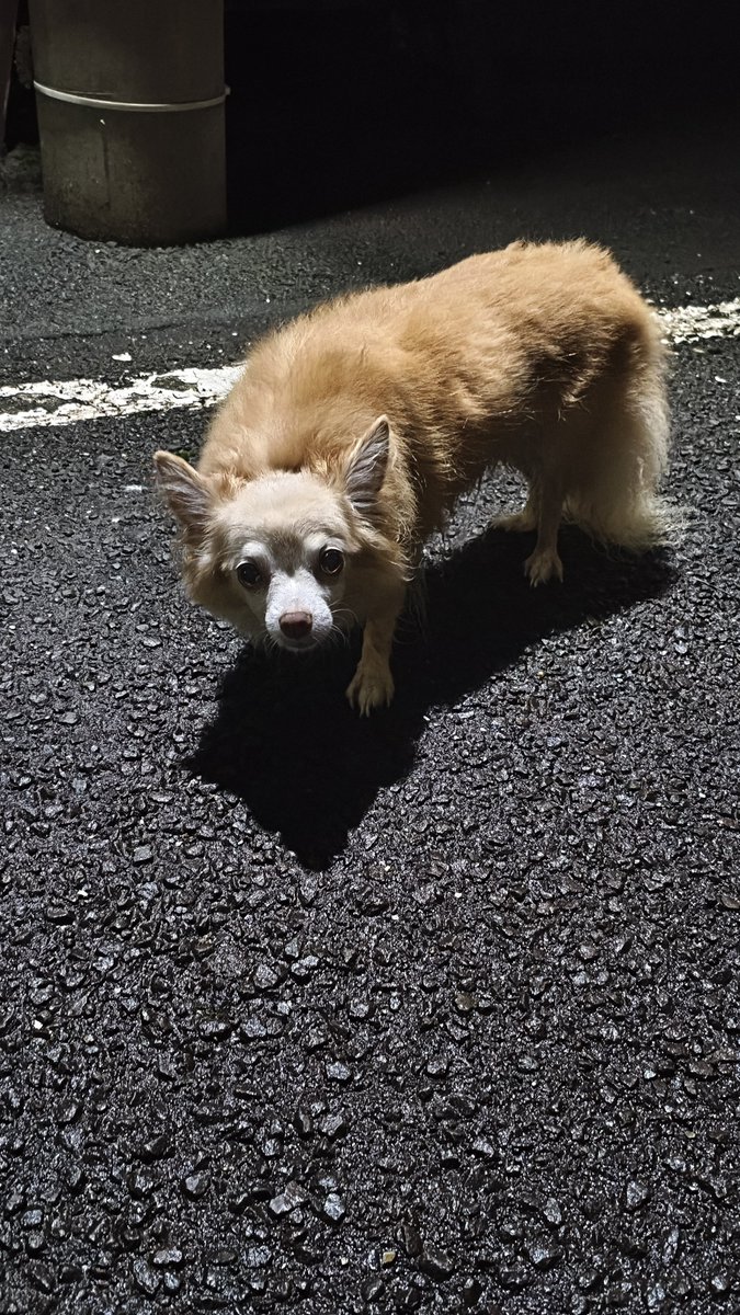 hb9gx7ukbxhq's tweet photo. チワワ棄てられてた🐶
警察車両が声がけして📢飼主探してたけど2日目やし居なそう

もし処分されるなら引き取りますけど https://t.co/dSJe1fxRzl