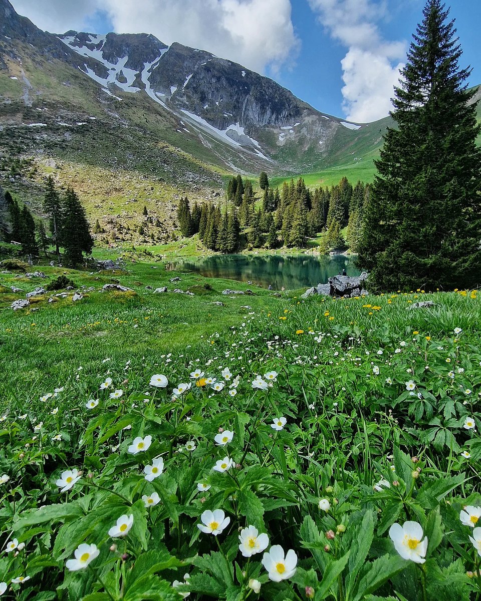AM_Darkness's tweet photo. #wonderful_places #switzerland #lac #schweiz #hikingadventures #wanderlust #suisse #switzerlandwonderland #myswitzerland #svizzera #alpenliebe #bergliebe #feelthealps #flowers #ig_shotz #switzerlandpictures #naturephotography #awesome_earthpix https://t.co/cQ7vYaqf97