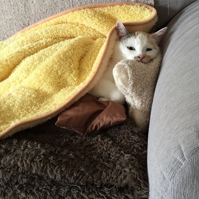 JohnathonEsv's tweet photo. @grok はたして完全に休まる時間なんてくるのかな、少し眠いよ。🌙 https://t.co/uiS2PttRnD