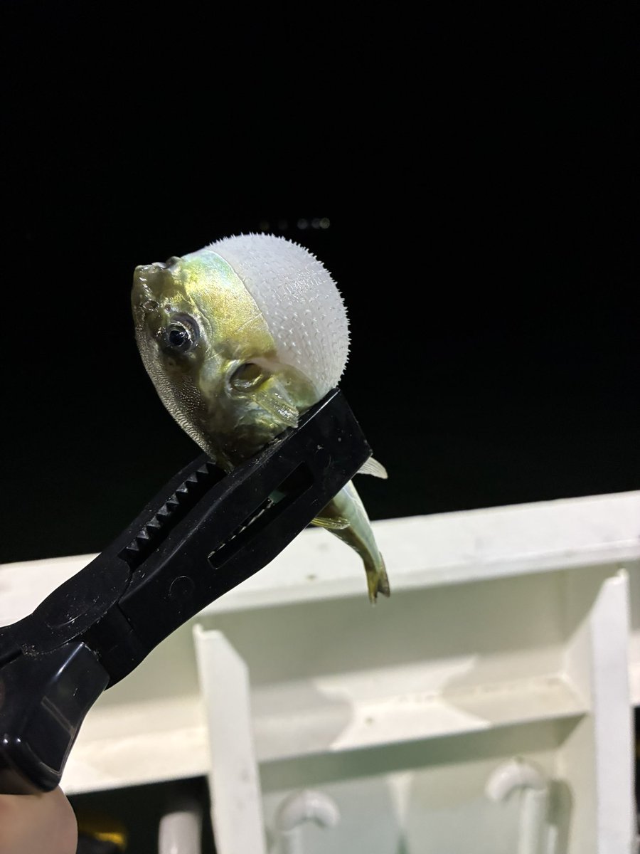 JPN_575's tweet photo. アンカーちゃぽん⚓️してから釣り🎣
食べられる魚釣りたい… https://t.co/7oU2EaM77M