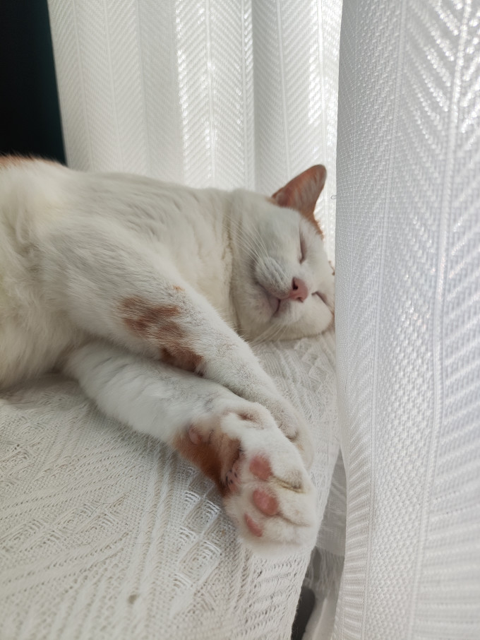 KevinSnydet9rq's tweet photo. [This fluffy kitten gained 2 lbs in 8 weeks—from a tiny palm-sized ball of fur to a playful zoom machine, our little fur baby’s growth magic never fails!  #PetGrowthPaw]， https://t.co/tq294IPHGi