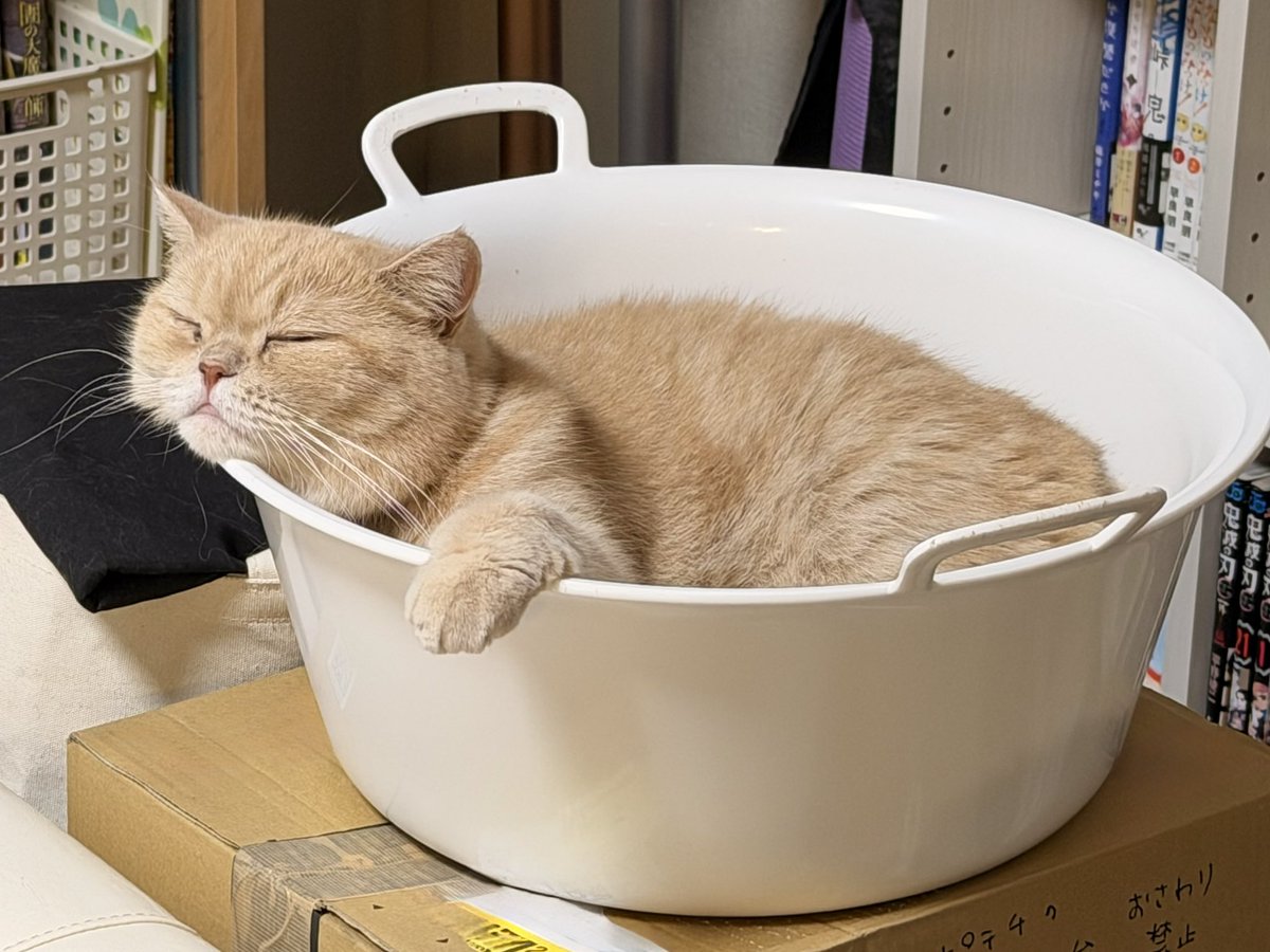 exotic_potechi's tweet photo. なぜか知らないが
澄まし顔

#cat
#catlife
#猫写真
#猫のいる暮らし
#エキゾチックショートヘア 
#exoticshorthair
#freddyleck
#washtab
#フレディレック
#ウォッシュタブ https://t.co/jc4Jxcm2Hm