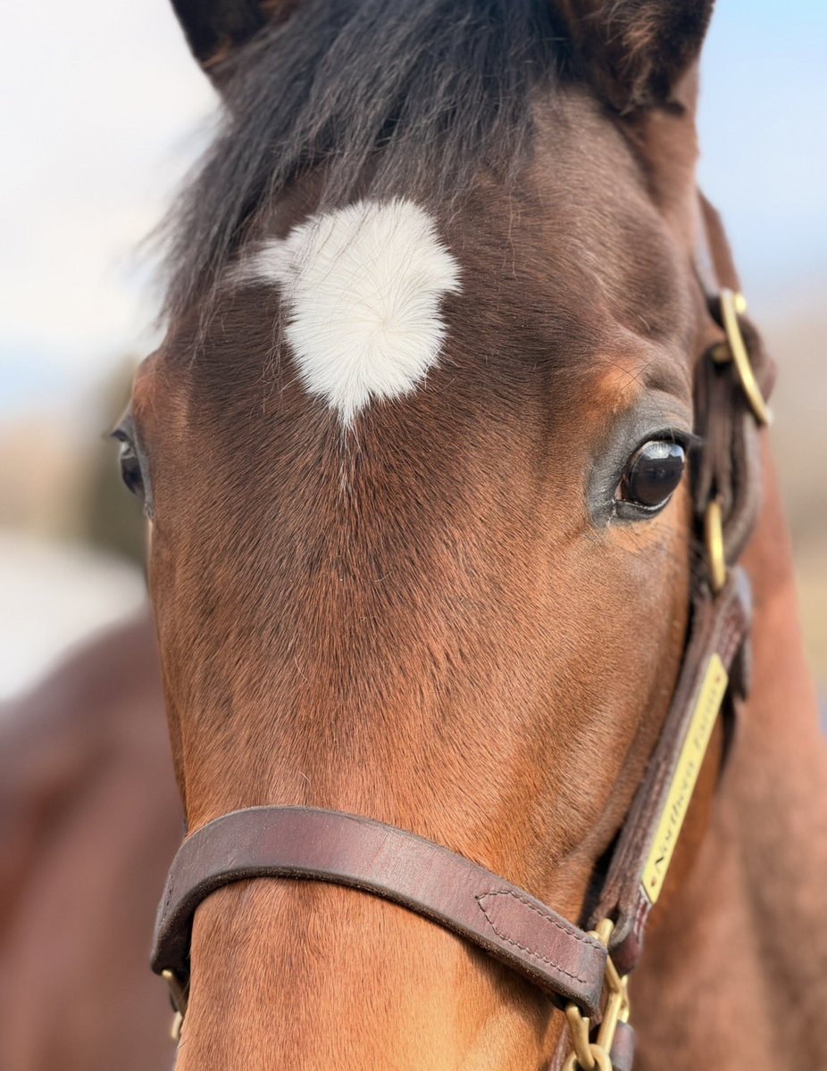 bubblecompany's tweet photo. レジューノワール

一旦リフレッシュする事になりました。
怪我ではなく、コントロールに課題があるようで、このままレースに向けて煮詰めていくよりも、心身のリフレッシュを挟んでからデビューに向けて頑張っていくみたいです。デビューが遅くなるのは残念ですが、ポテンシャルは陣営も感じているみたいですし、温かく見守っていきましょう！