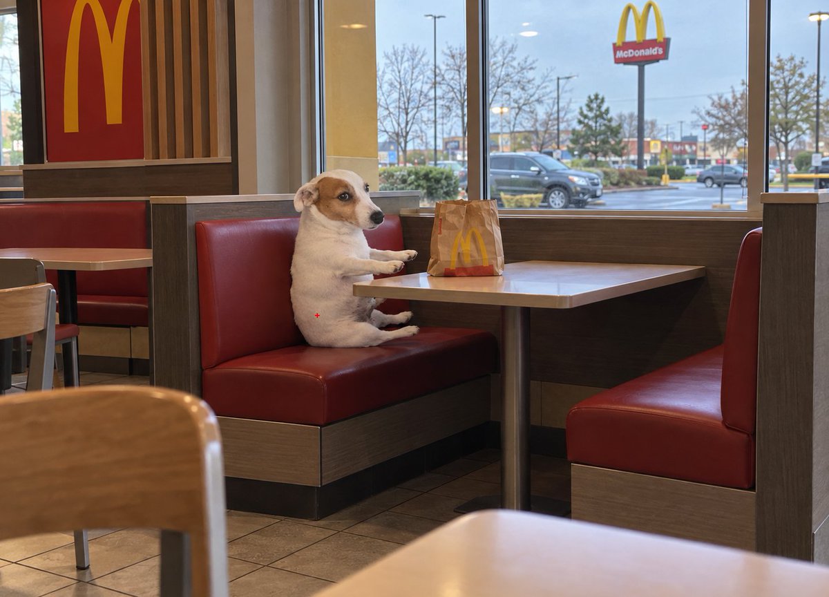 sittingdogpf's tweet photo. GM 🐶 https://t.co/XxoLD8NH42