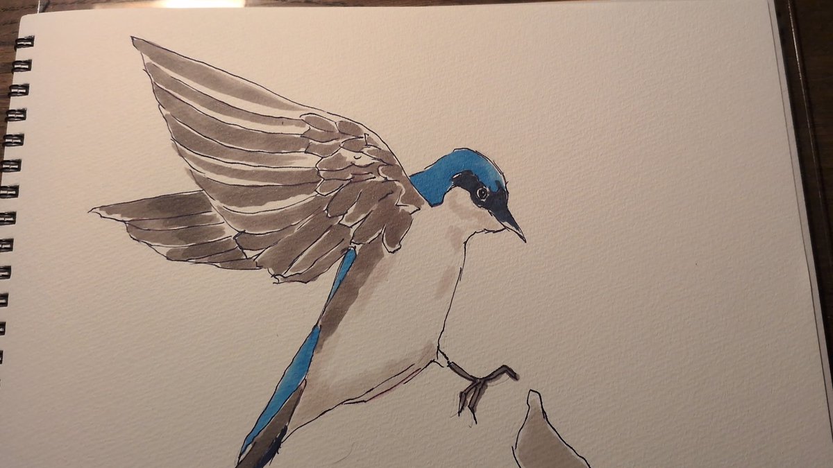 some0503's tweet photo. 写真集を見ながら鳥を描いている。
鳥がなんとなくわかってきたような…。 https://t.co/TH9yFx3FYf
