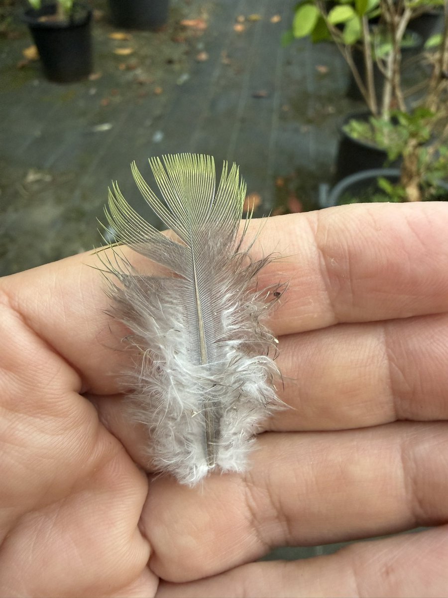 smewfarm's tweet photo. ハウスにアオバトが入り込んでいる疑惑 https://t.co/CZIkJRbEnk