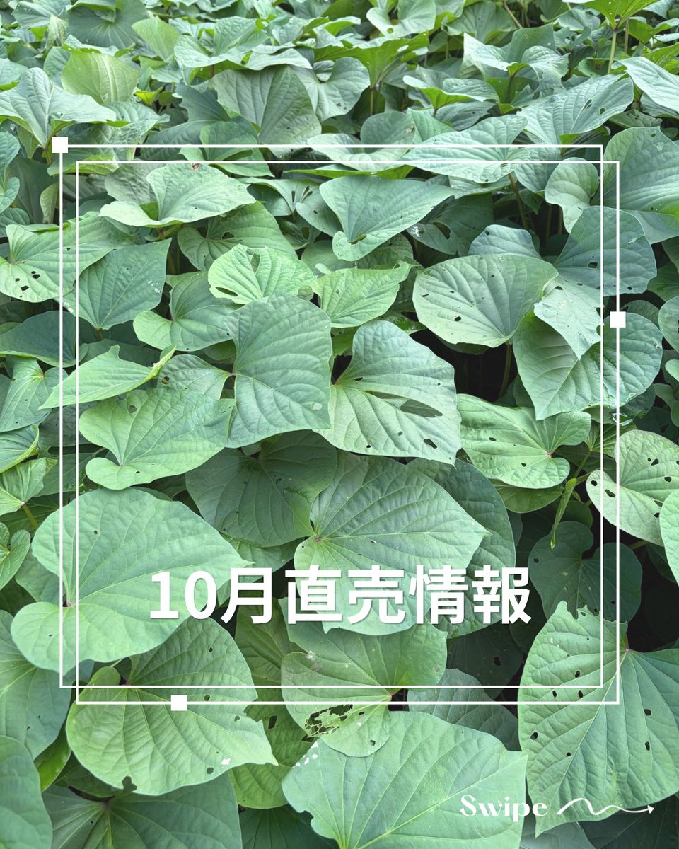 kobitofarm's tweet photo. 10月直売情報🥜
畑の直売会：最新情報を確認！
武蔵野市関前3-8(赤いテントが目印)
こびと青果店：木曜日 14時～16時、日曜日 10時～12時
※10/25（日）はお休み
武蔵野市緑町2-4-38グリーンビレッジ101
ラインナップ🥬
落花生、白菜、大根、オータムポエム、さつまいもなど
イベント出店も予定✨ https://t.co/89gnIkOZlL