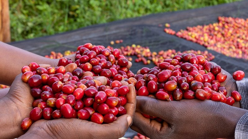 Ndizihiwe_1's tweet photo. ☕ INTERNATIONAL COFFEE DAY 2026 | CELEBRATING COFFEE, HONOURING THE PEOPLE BEHIND EVERY CUP 🌍🇷🇼

“Behind every cup of coffee is a story of hard work, resilience, dedication, and hope. Before coffee reaches our tables, it begins in the hands of a farmer who nurtures a seedling, protects the crop, cares for the soil, and works tirelessly to produce quality beans. Every cup carries the sweat of farmers, the expertise of processors, the commitment of exporters, and the passion of everyone who contributes to the coffee value chain. Today, we celebrate not only the coffee we drink but also the people whose efforts make every cup possible.

On this International Coffee Day, we recognize coffee as more than a beverage. It is a source of livelihoods for millions of families, a driver of economic growth, a bridge between cultures, and an important opportunity for rural development. For many smallholder farmers, coffee represents school fees for their children, food for their families, access to healthcare, and the hope of building a better future. When we invest in coffee farmers, we invest in people, communities, and the future of agriculture.

For Rwanda 🇷🇼, coffee is a symbol of resilience, quality, and national pride. From the fertile hills where coffee trees grow to the washing stations, processing facilities, and international markets where Rwandan coffee is appreciated, every stage reflects the determination of the people behind this valuable crop. Our coffee sector demonstrates how agriculture can connect rural communities to global markets while creating opportunities for farmers, young people, entrepreneurs, and businesses.

However, celebrating coffee must also remind us of the work that remains. Coffee farmers deserve fair opportunities, reliable market access, improved productivity, climate-resilient farming practices, and greater value for the quality they produce. Climate change, rising production costs, pests, diseases, and market uncertainties continue to challenge coffee production. Building a stronger coffee sector requires collaboration among farmers, cooperatives, researchers, agronomists, exporters, policymakers, investors, and consumers.

The future of coffee depends on how we act today. We must promote sustainable agricultural practices, protect soil health, conserve water, improve coffee quality, embrace innovation, and encourage young people to see agriculture as a business full of possibilities. We must also strengthen the connection between farmers and markets so that the people who work hardest at the beginning of the value chain can benefit more from the value created along the way.

This International Coffee Day, let us remember one powerful truth: a great cup of coffee begins long before the first sip. It begins with a farmer's decision to plant, the care given to every coffee tree, the knowledge applied in the field, and the determination to overcome challenges season after season. Every cup is an opportunity to appreciate this journey and recognize the human effort behind it.

Let us celebrate the farmers. Let us recognize the workers. Let us support the innovators. Let us strengthen our coffee value chains. And let us build a future where coffee production is not only about producing excellent beans but also about protecting the environment, improving livelihoods, creating decent jobs, and ensuring that farming communities share in the benefits of their work.

Today, when you enjoy your next cup of coffee, remember the people behind it. Their hands grow the beans, their dedication sustains the industry, and their work connects Rwanda to the world.

Happy International Coffee Day 2026! ☕🌱

Coffee is more than what we drink. It is the livelihood we support, the people we honour, the environment we protect, and the future we build together.

#InternationalCoffeeDay #RwandaCoffee #NAEB #SmartFarmers