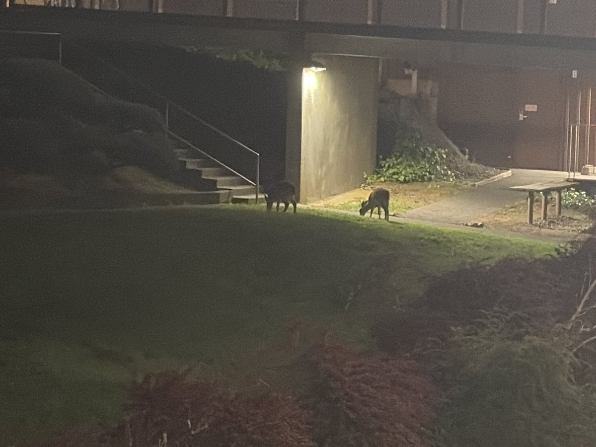 mid_kinda's tweet photo. nite time deers https://t.co/AWblQJPrSr
