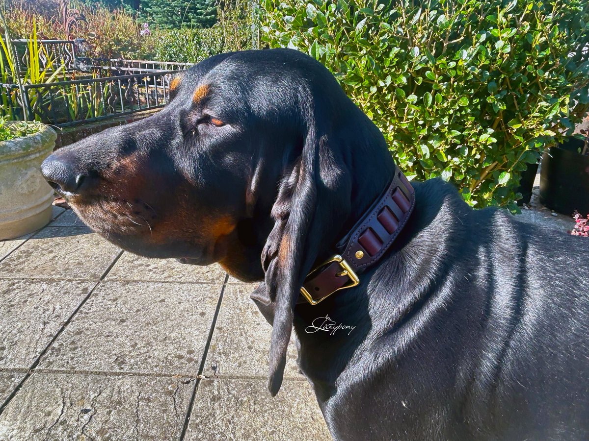 LazyponyES's tweet photo. Our awesome client in Aragon collar Lazypony ๐
โญ Order Large Dog Collar Aragon Lazypony with Name Tag here
https://t.co/V5IU3trlT0
#lazyponyes #leathercraft #saddlerylazypony #dogcollar #dogcollars #dogcollarwithname #dogcollarhandmade #largedogcollar https://t.co/JNb1DxLqrg