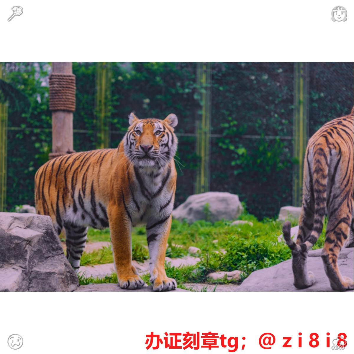 Rauschuber's tweet photo. 🦥办证⛳刻🐈章🏋️
😛专业🏔快速🐟安全👨
🍖诚信第一 🦏支持🤱担保⛪
点这👉 @axjRk2eOnDHAl7j

白俄罗斯 蒙古 摩纳哥 南非 乌拉圭 护🤑照、签🩰证、身份📏证💳
办🗒可查👌毕业🦔证🖖普通高中🧫理学学士学位证书🎿学术硕士学位证书🦙检察官证🐍药师执业证🥉机动车驾驶证🔌办户口本 身份证🎆残 https://t.co/LYzFfSH7BB