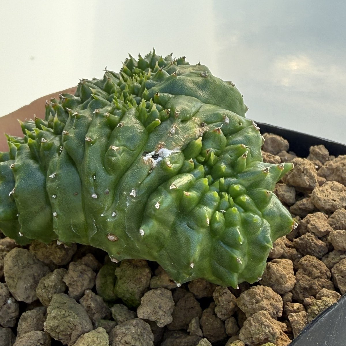 awn_plants's tweet photo. 太短枝バリダの系統は綴化のケもあるみたいでこれで３つ目。どちらかというとモンストよりかな？ノーマルなやつやけど同じロットのやつを次の更新で出しときます◎
これで花咲いたら最高やけどどうかなー。
#awn_euphorbia_valida_太短枝 
#awn_euphorbia
#euphorbia #ユーフォルビア
#euphorbiavalida https://t.co/ihk7FThq7o