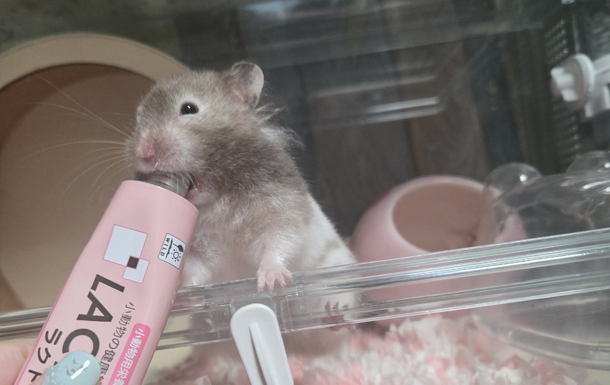 lili___ne's tweet photo. 浮き🐹えぐい https://t.co/ZfjpqieRjA