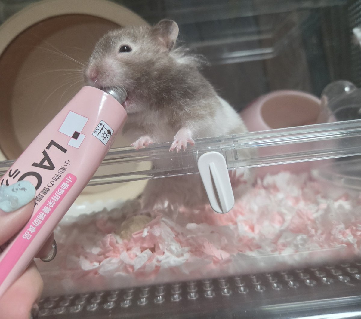 lili___ne's tweet photo. 浮き🐹えぐい https://t.co/ZfjpqieRjA