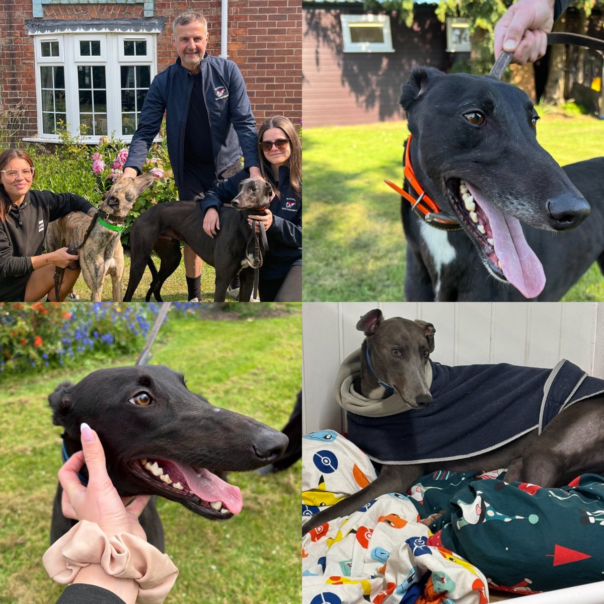 russellgreys's tweet photo. 🚨 Kennel Hand (Part-time) vacancy 🚨🐶

We're looking for someone to join our small team in Telford, Shropshire.

Previous greyhound/kennel experience preferred. The ideal candidate must be reliable, flexible and confident working independently.

📩 DM us for more details. https://t.co/BshrVck4Mo