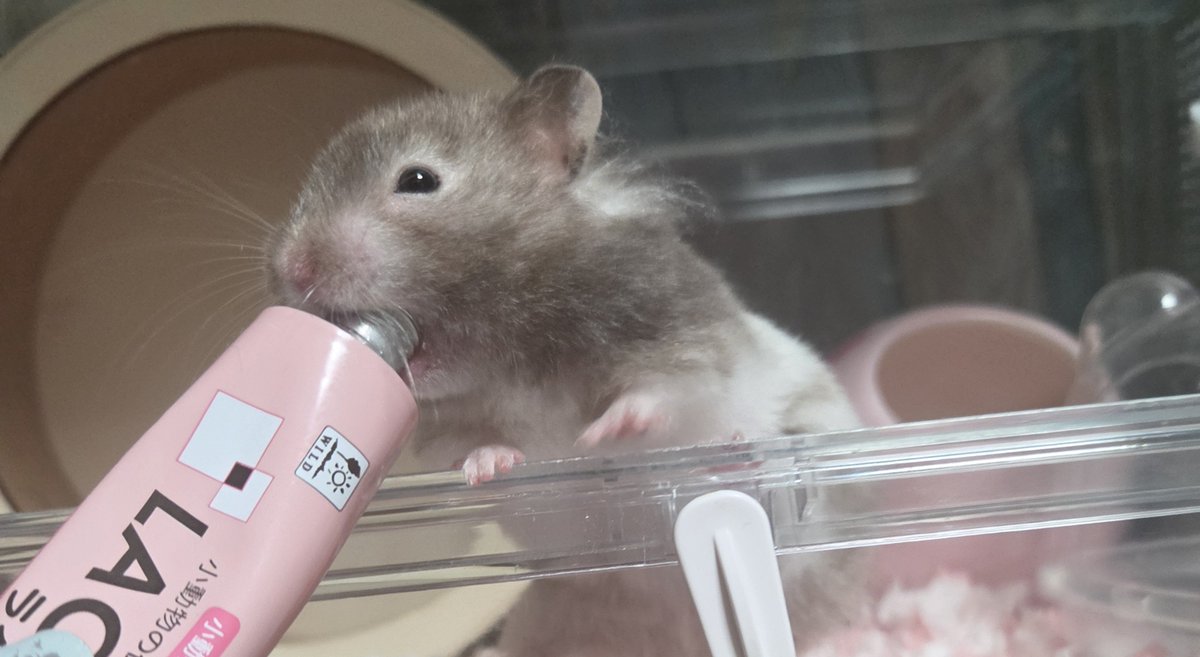 lili___ne's tweet photo. 浮き🐹えぐい https://t.co/ZfjpqieRjA