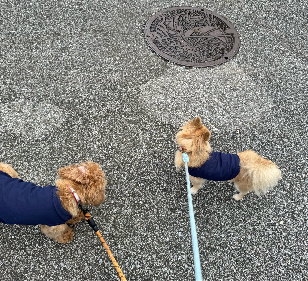 Ai_0821_Masa's tweet photo. 久しぶりに晴れたから
朝活は愛犬の散歩🐶
遠征前の短い期間だけ自爪で
推しカラーネイル💅
.
#PaleNeØ #PaleNeO #パレネオ #ほほみほみ #アヤリーダー #定時退勤 #レオトマニア #推しカラー #朝活 https://t.co/tRQ4YM3GXi