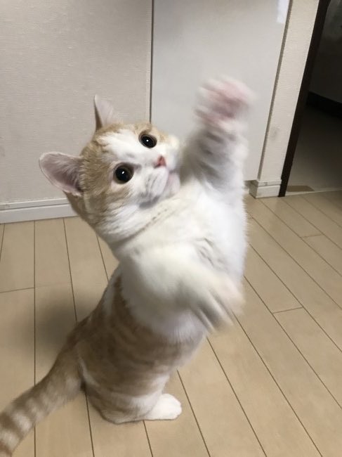 sa3_tora's tweet photo. ←チャンス以外　チャンス時→
#阪神タイガース https://t.co/XKp7vxLeiE