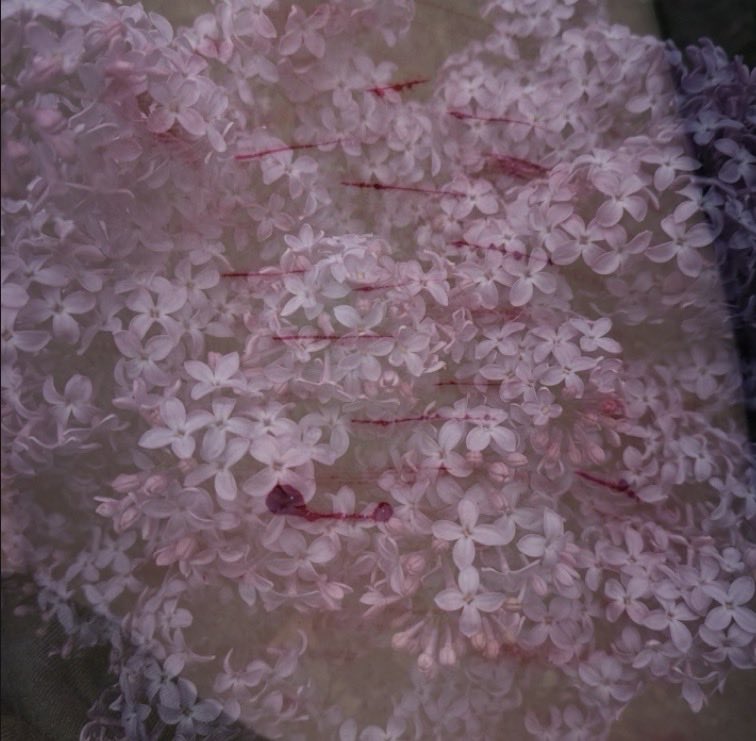 _s1lenc3d's tweet photo. Such pretty flowers 💜

#sfx #shedrtwt https://t.co/OqZntFeF3m