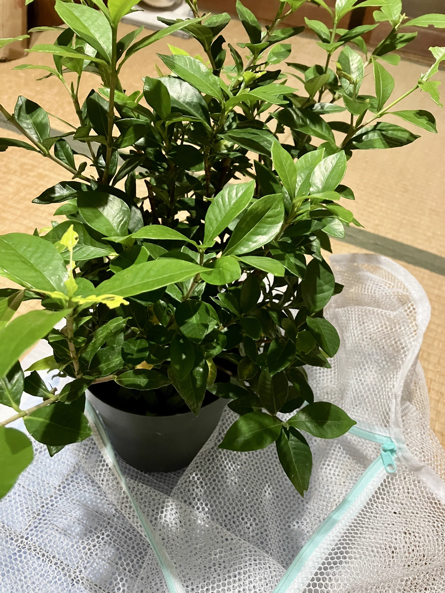 PikKa в X: „7匹すべて引っ越し完了！🐛 4〜終齢の子たちは2匹いる