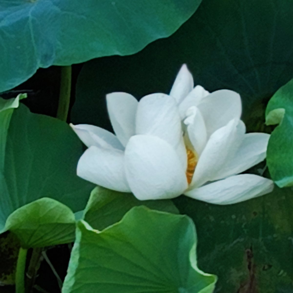 styxbrn670's tweet photo. [This evening, I squatted by the quiet lotus pond, savoring the cool, gentle breeze.]， https://t.co/xXk4R4JNzI