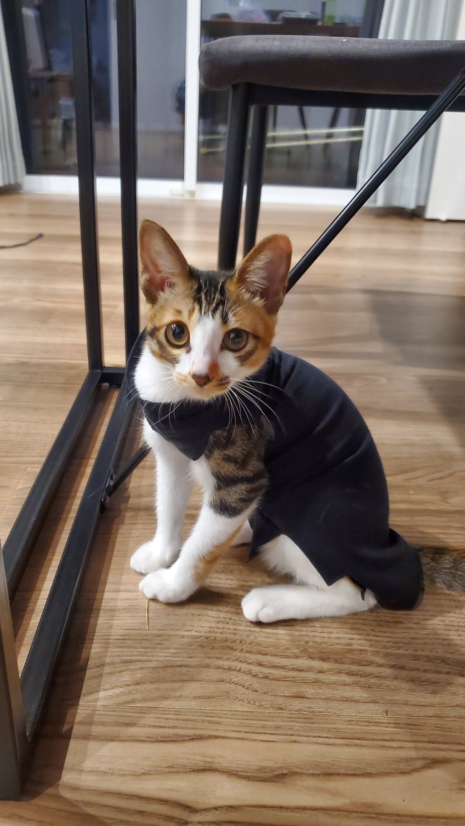 ennpaiyanohito's tweet photo. 子猫(モナカ)さん
半年過ぎたし体重も２キロ越えたので、病院で健康診断もかねて避妊手術の確認に

こちらは手術後の服を自作してみたので試しに着せてみたら、思ったより嫌がらずにカメラ目線でウインクまで決めてくれた出来る子猫 https://t.co/POG7jrSpts