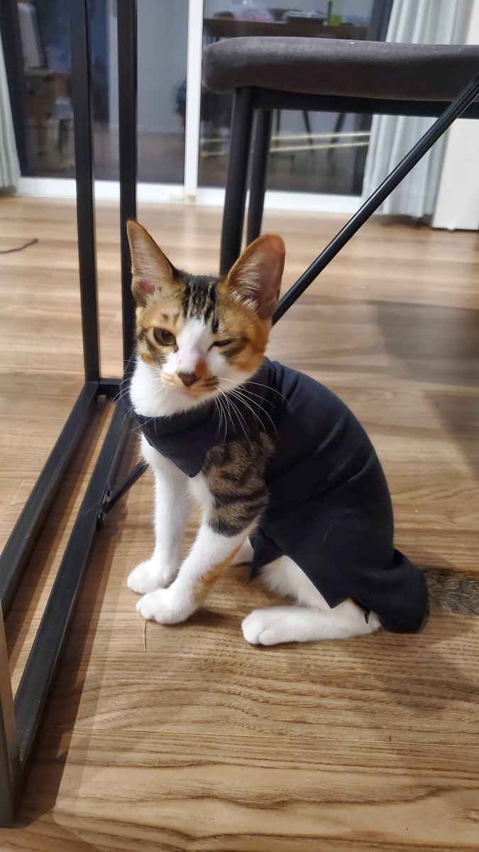 ennpaiyanohito's tweet photo. 子猫(モナカ)さん
半年過ぎたし体重も２キロ越えたので、病院で健康診断もかねて避妊手術の確認に

こちらは手術後の服を自作してみたので試しに着せてみたら、思ったより嫌がらずにカメラ目線でウインクまで決めてくれた出来る子猫 https://t.co/POG7jrSpts
