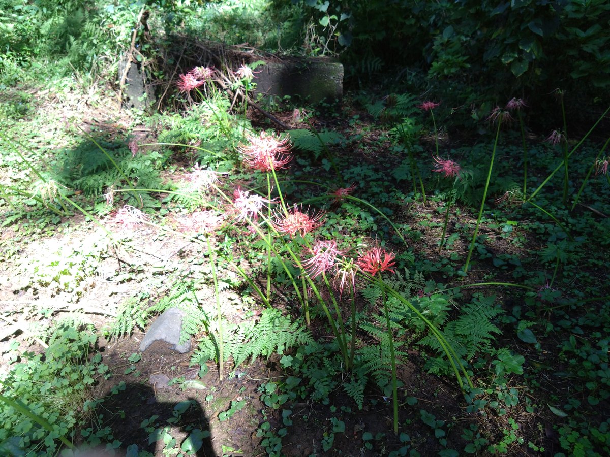 R32669861's tweet photo. 昼間にお不動さんへ行ってきた。目当ての彼岸花は花弁が落ちてしまっているのが大半で時期がちょっと遅かった。
　蚊がブンブン飛んでる音がして耳元がうるさかったなー。
　来年はもうちょっと早めに行ってみようかな。

　彼岸花が咲いている所まで行くのに膝がガクブルでした。 https://t.co/u4N9yekgq4
