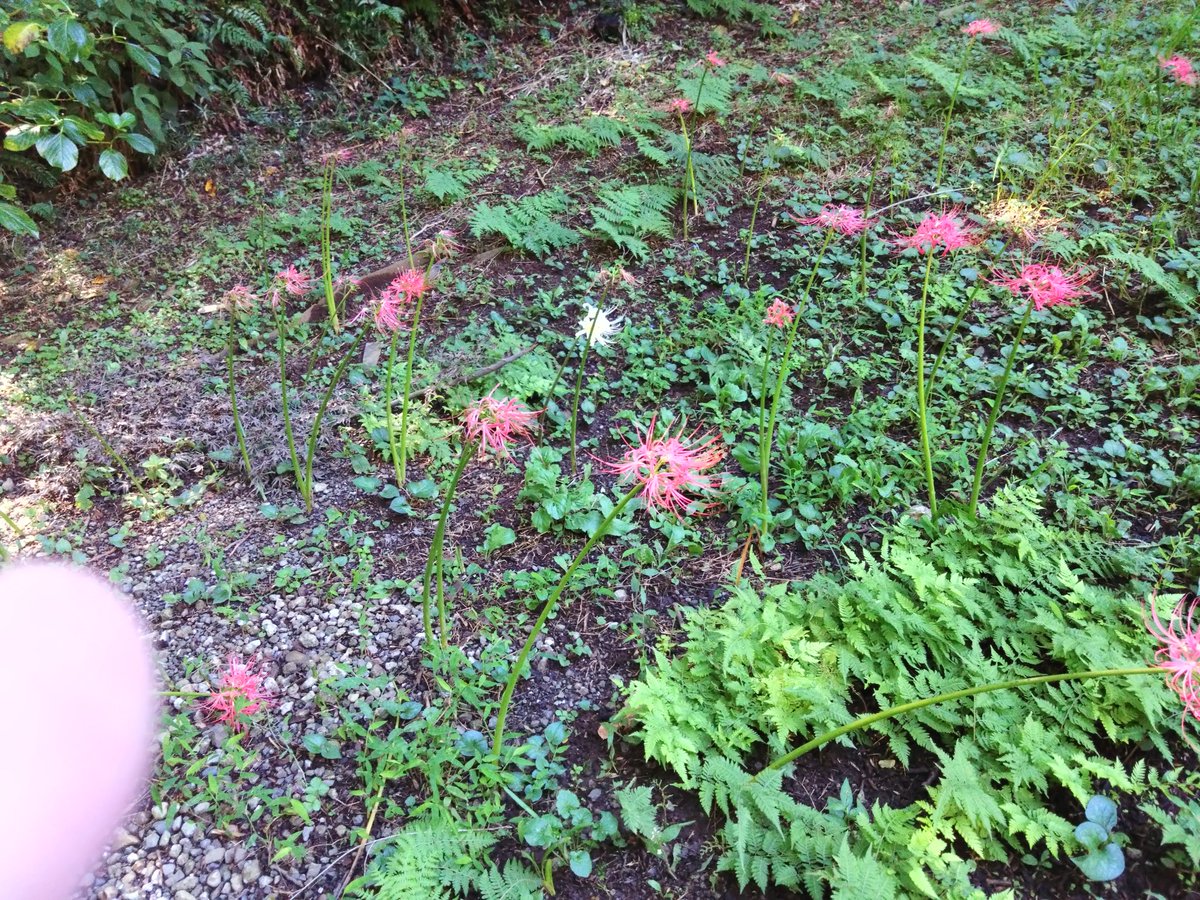 R32669861's tweet photo. 昼間にお不動さんへ行ってきた。目当ての彼岸花は花弁が落ちてしまっているのが大半で時期がちょっと遅かった。
　蚊がブンブン飛んでる音がして耳元がうるさかったなー。
　来年はもうちょっと早めに行ってみようかな。

　彼岸花が咲いている所まで行くのに膝がガクブルでした。 https://t.co/u4N9yekgq4