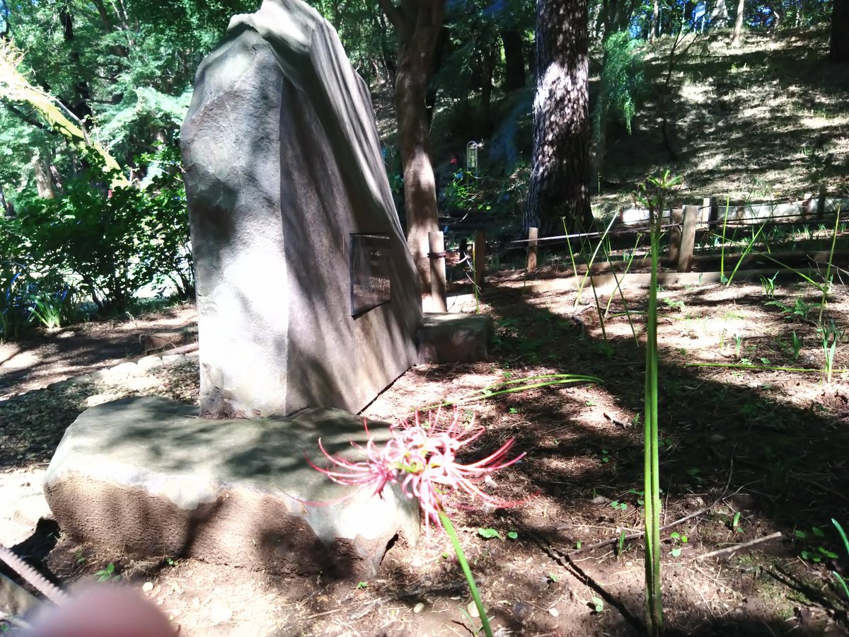R32669861's tweet photo. 昼間にお不動さんへ行ってきた。目当ての彼岸花は花弁が落ちてしまっているのが大半で時期がちょっと遅かった。
　蚊がブンブン飛んでる音がして耳元がうるさかったなー。
　来年はもうちょっと早めに行ってみようかな。

　彼岸花が咲いている所まで行くのに膝がガクブルでした。 https://t.co/u4N9yekgq4