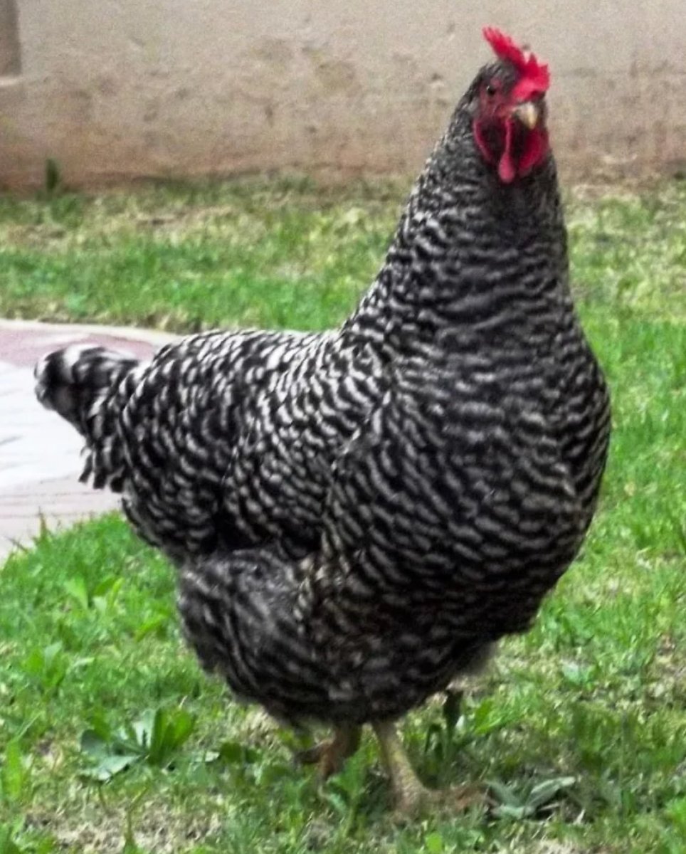 mayorde4you2's tweet photo. Back in the days, my grandmother had a poultry farm, and she had Noilers and the Boschveld chicken breed.

The mortality rate of these breed is low, and they grow fast and big in size as well.

They also adapt easily to new environments, and they don’t consume a lot of feed. So they are capital intensive.

You can grow them both for meat and eggs. 

They are eco friendly as they can also feed on insects and worms.

They are good hunter as well.

Personally I prefer them over broilers or layers!