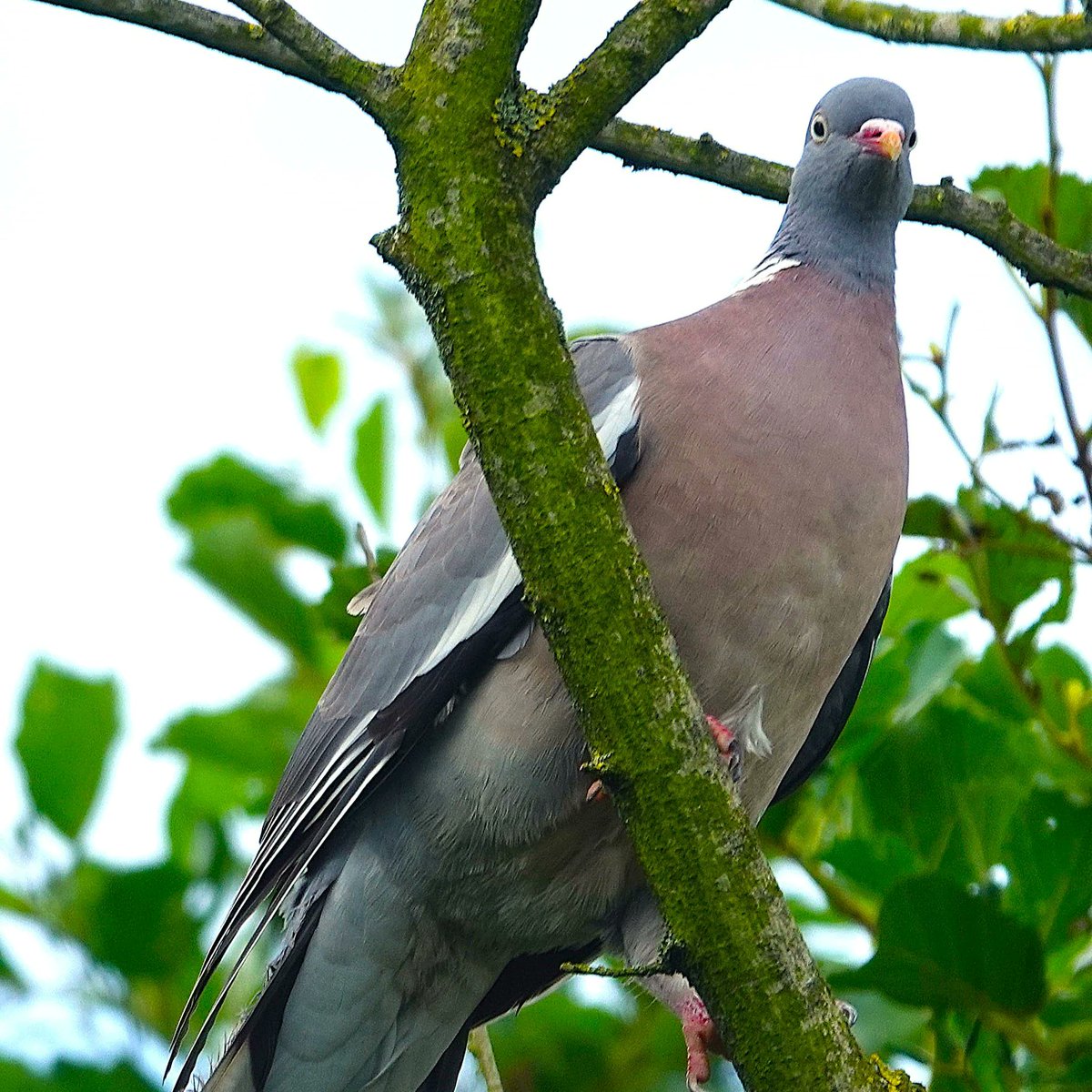BaldPigeonzc's tweet photo. i just spot https://t.co/pZFnXsfkZ4