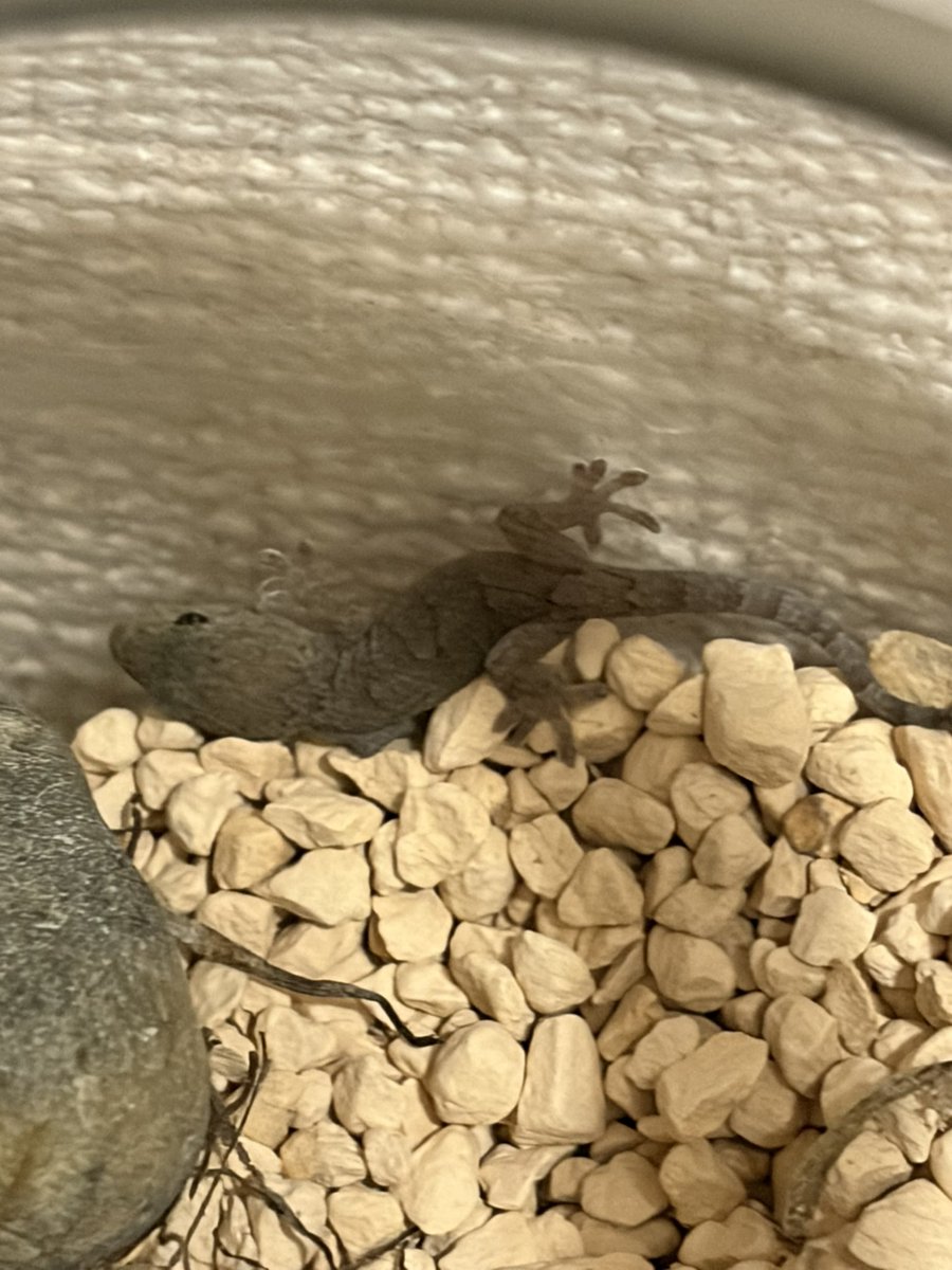 connectllc1's tweet photo. 玄関開けたら落ちてきた
我が家の住人
3年前から棲みついている
ヤモリに赤ちゃんがいた😲
とりあえず
捕まえてみたけど
母ちゃんが探していると思うので
明日には離してあげよう😌 https://t.co/O4zKG6wkIo
