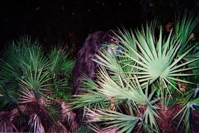 CryptoLoren's tweet photo. The debate concerning the Florida Myakka Skunk Ape photos, 2000, often stumbles over whether the origin is from a Polaroid vs 35mm camera? The study of the documentation shows the photographic evidence credits it to an inexpensive instantamatic (disposable) camera. @CryptoLoren https://t.co/0M759MMeFC