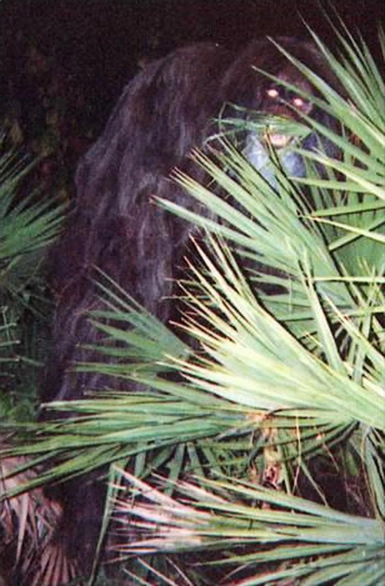 CryptoLoren's tweet photo. The debate concerning the Florida Myakka Skunk Ape photos, 2000, often stumbles over whether the origin is from a Polaroid vs 35mm camera? The study of the documentation shows the photographic evidence credits it to an inexpensive instantamatic (disposable) camera. @CryptoLoren https://t.co/0M759MMeFC