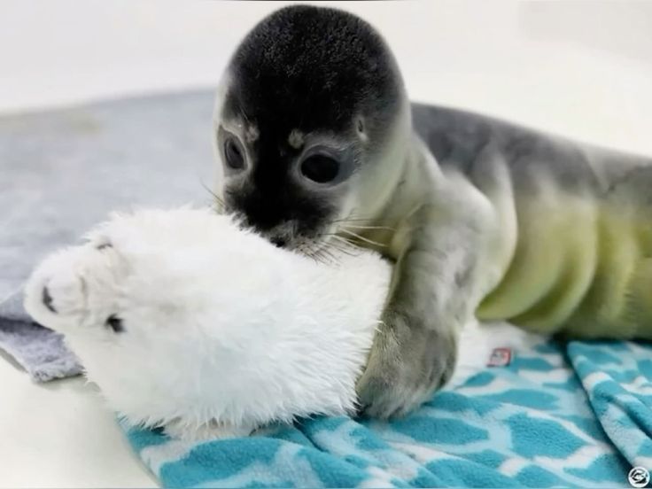 fluffygirlpaws's tweet photo. little baby with toy https://t.co/eUJ1D1fIlf