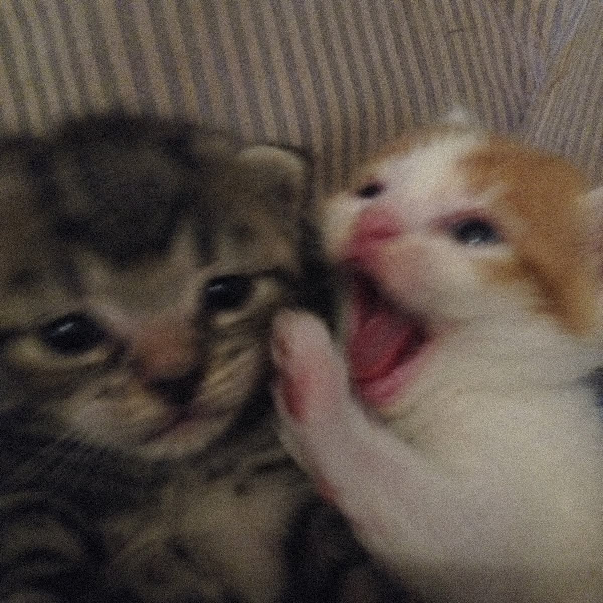 leenatkko's tweet photo. @rohseesunie I do bite too, nyaaaamg! 😾 https://t.co/Oi3nemSer6