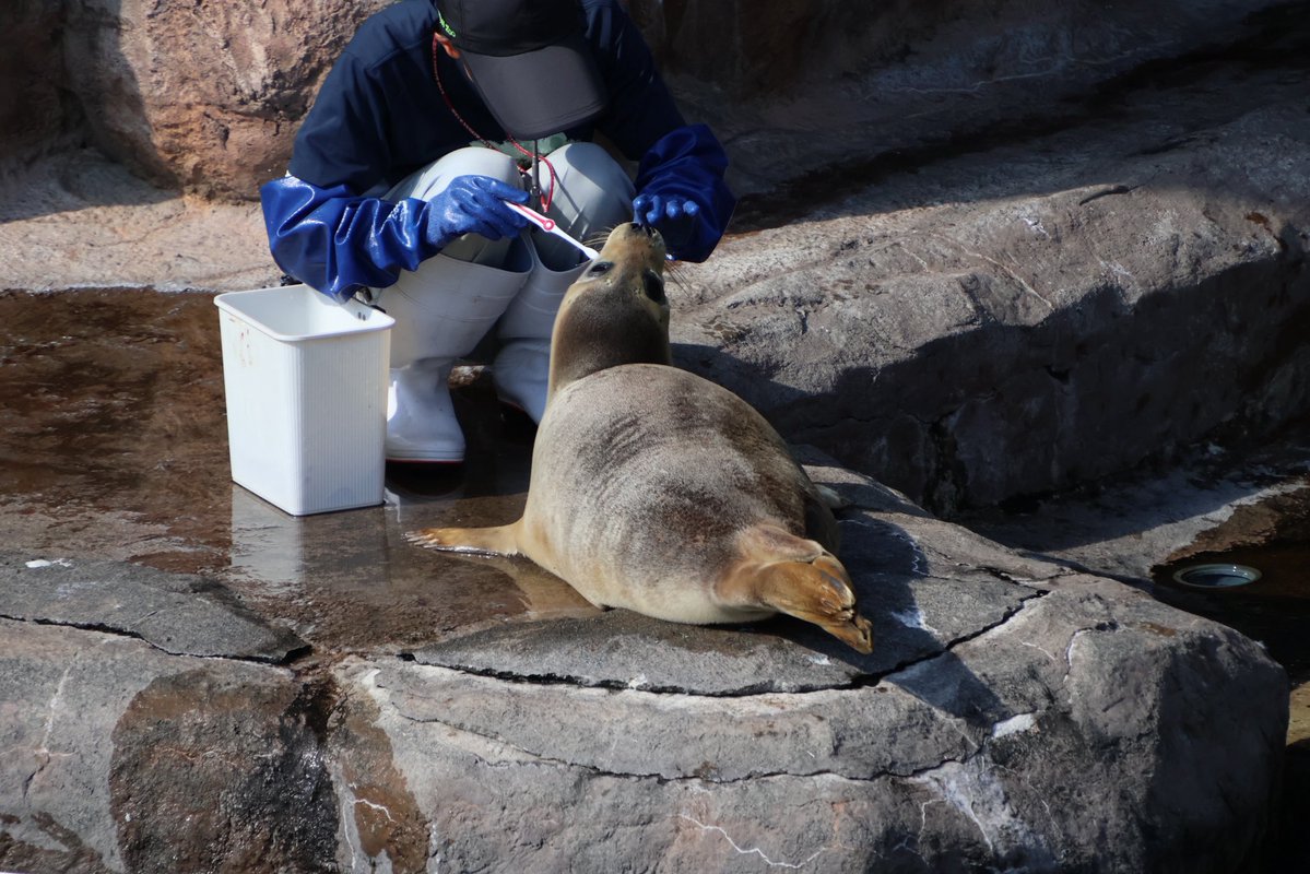 redpannada's tweet photo. きなこ歯ブラシタイム🪥

#ゴマフアザラシ
#旭山動物園
#きなこ https://t.co/KyKClYi5OR