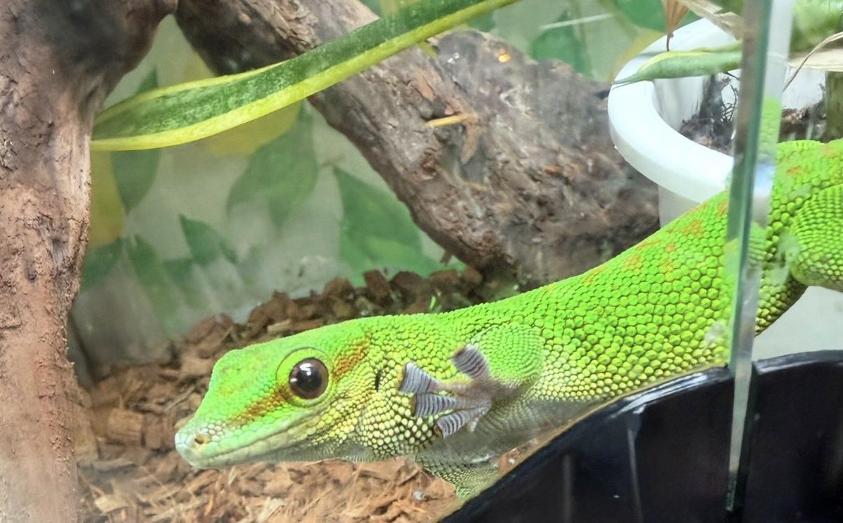 Mr00517819's tweet photo. 🦎爬虫類好き、集まれ！

はちゅレプ現在190人突破🔥
年内200人まであと10人！
初心者さんも大歓迎✨「飼い始めたばかり」「分からないことが多い」そんな方も安心して参加できます🙆‍♂️
ぜひ一緒に楽しみましょう🐍

写真は参加者の方にご提供いただきました📸
#はちゅレプ #爬虫類 https://t.co/5hd2eLSDXd