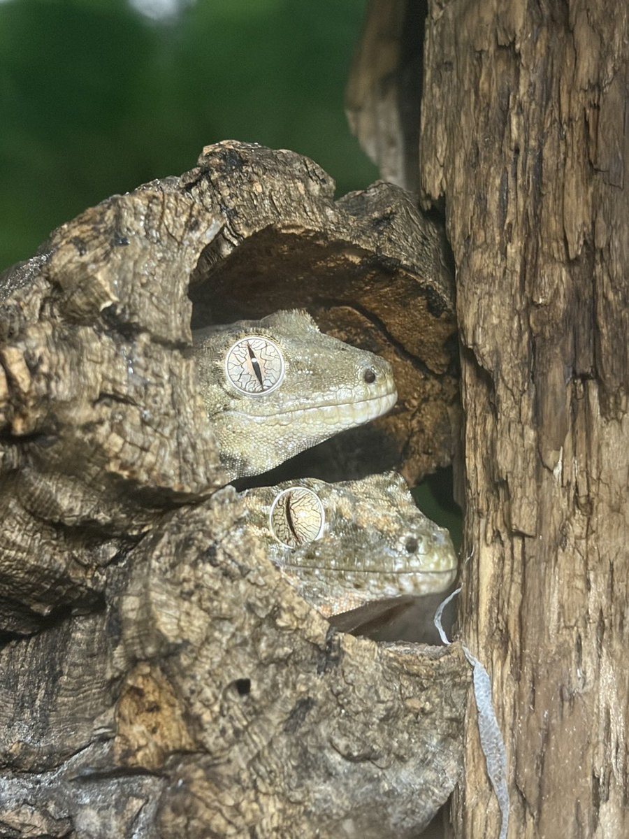 Mr00517819's tweet photo. 🦎爬虫類好き、集まれ！

はちゅレプ現在190人突破🔥
年内200人まであと10人！
初心者さんも大歓迎✨「飼い始めたばかり」「分からないことが多い」そんな方も安心して参加できます🙆‍♂️
ぜひ一緒に楽しみましょう🐍

写真は参加者の方にご提供いただきました📸
#はちゅレプ #爬虫類 https://t.co/5hd2eLSDXd