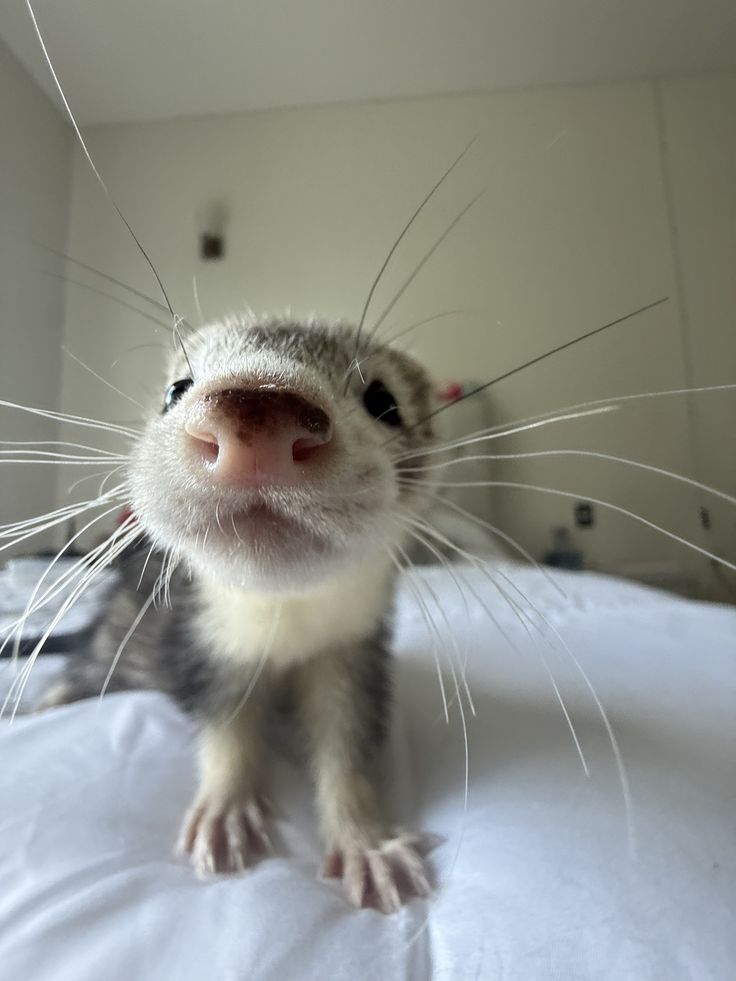 ferretfriend__'s tweet photo. https://t.co/6pxjK3RrLV