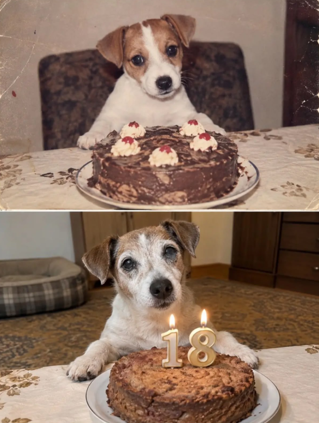 BestinDogs's tweet photo. Never Forget Old Dogs Are Beautiful Too 🩶🥰❤ https://t.co/nPjHSuALXJ