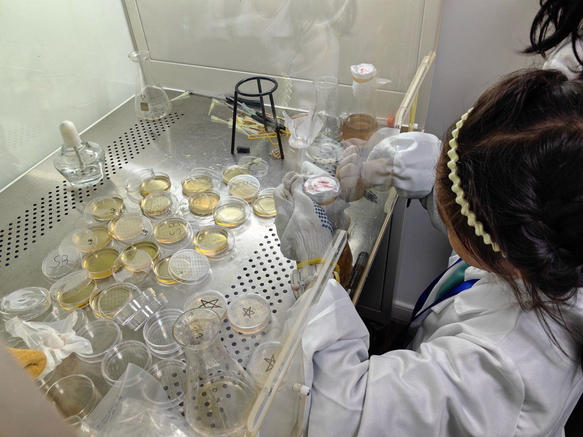 keid881c865's tweet photo. When fermenting vegetables, even a great bacteria lab (酵椎厍) needs proper care to get the best flavors! https://t.co/YPzXRwxuTG